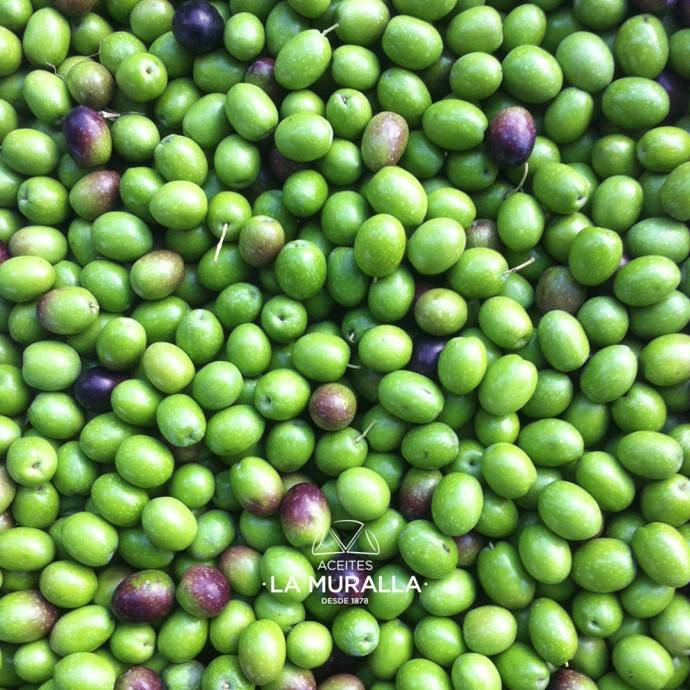 Early harvest green olives. Sierras Subbéticas Natural Park.
