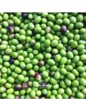 Early harvest green olives. Sierras Subbéticas Natural Park.