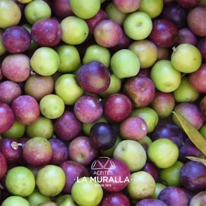 Aceitunas variedad Arbequina de recolección temprana. Parque Natural Sierras Subbéticas.