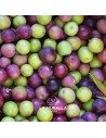 Aceitunas variedad Arbequina de recolección temprana. Parque Natural Sierras Subbéticas.