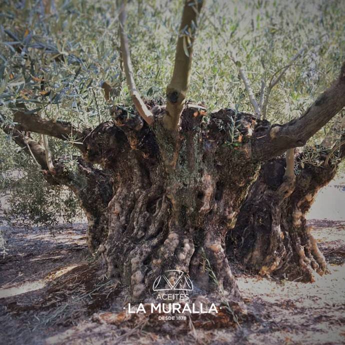 árbol del olivo