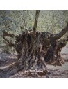 árbol del olivo