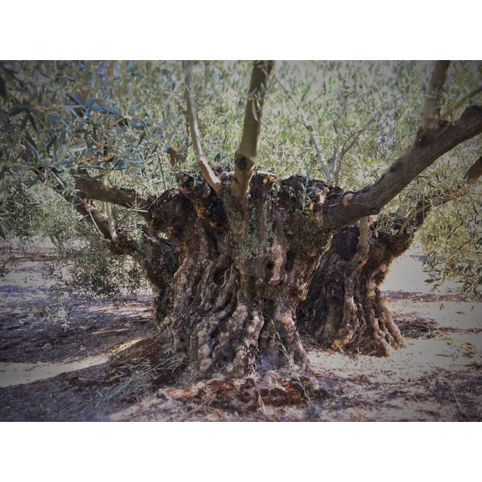 Olive tree