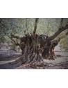 Olive tree